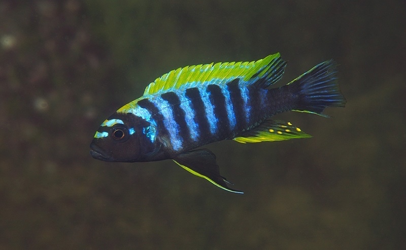 Cynotilapia zebroides 'Ndonga (South)'